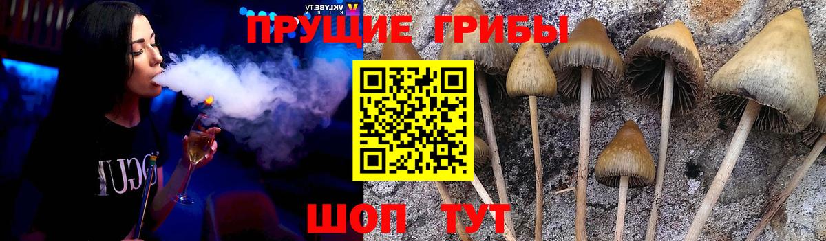 Псилоцибиновые грибы GOLDEN TEACHER Свободный
